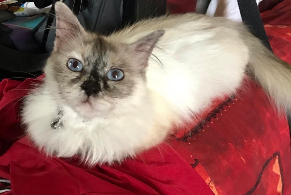 Alerta de Desaparición Gato Hembra , 10 años Le Pontet Francia Alerta de Desaparición Gato Hembra , 10 años Le Pontet Francia