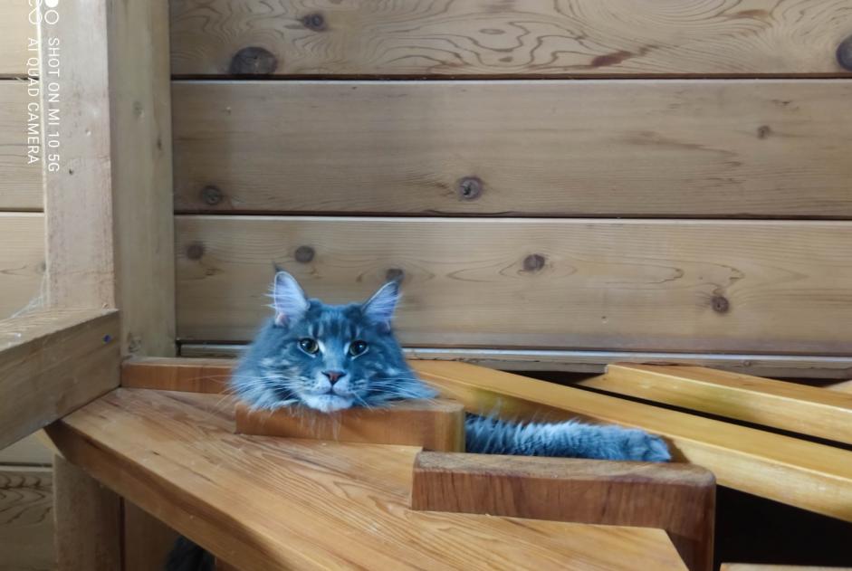 Alerte Disparition Chat Mâle , 3 ans Pertuis France Alerte Disparition Chat Mâle , 3 ans Pertuis France