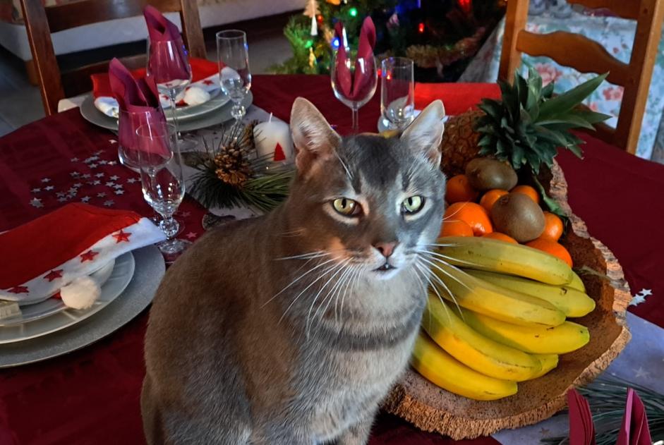 Alerte Disparition Chat Mâle , 7 ans Peypin-d'Aigues France Alerte Disparition Chat Mâle , 7 ans Peypin-d'Aigues France