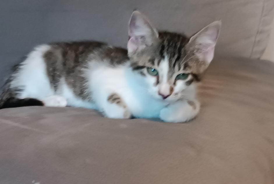Alerte Disparition Chat Femelle , 0 ans Lauris France